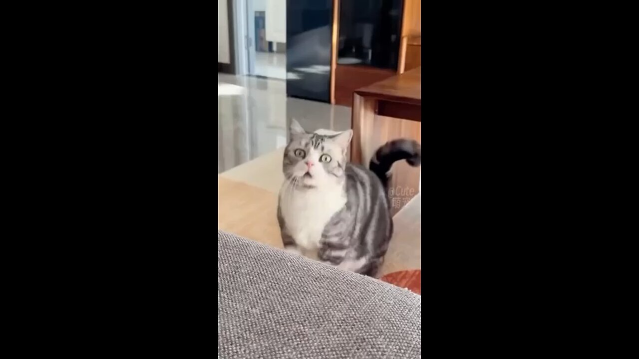 Funny cat videos