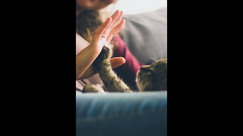 Basic Cat Training Tips