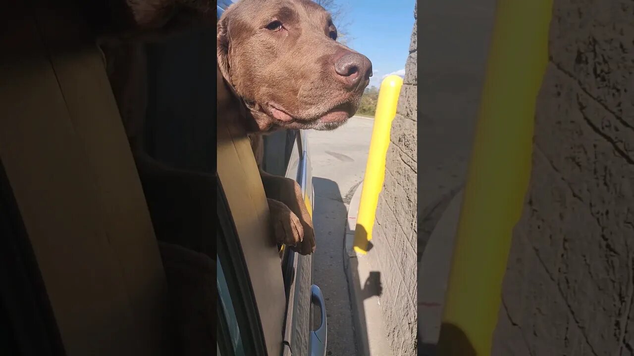 Hunter ordering beef patties at McDonald's #feedme #letseat #chesapeakebayretriever