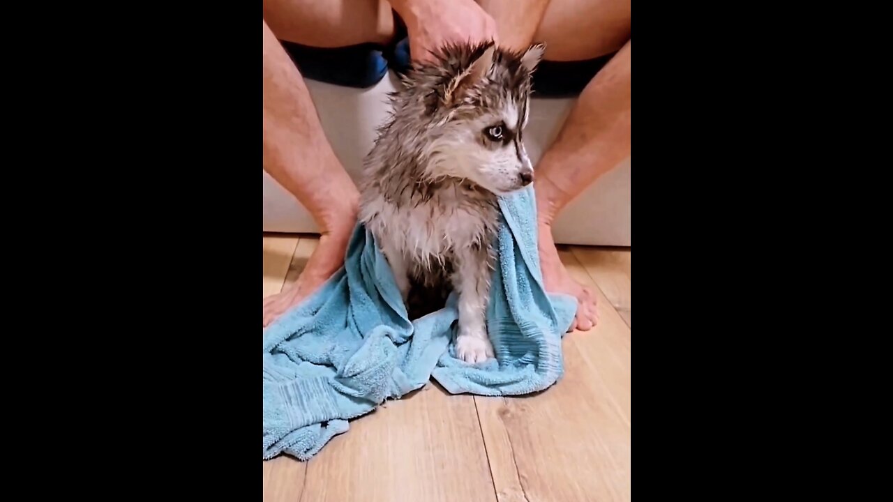 Cute Puppy after shower