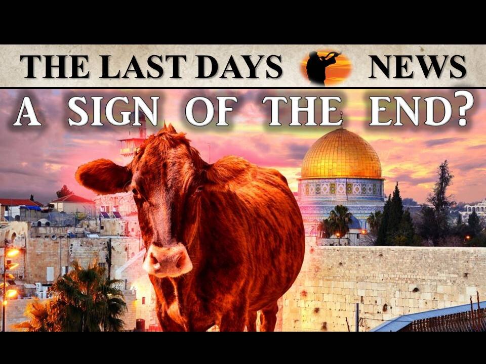 Prophetic Excitement Builds: Sacrificing the Red Heifer - Building the 3RD Temple is Going to Happen