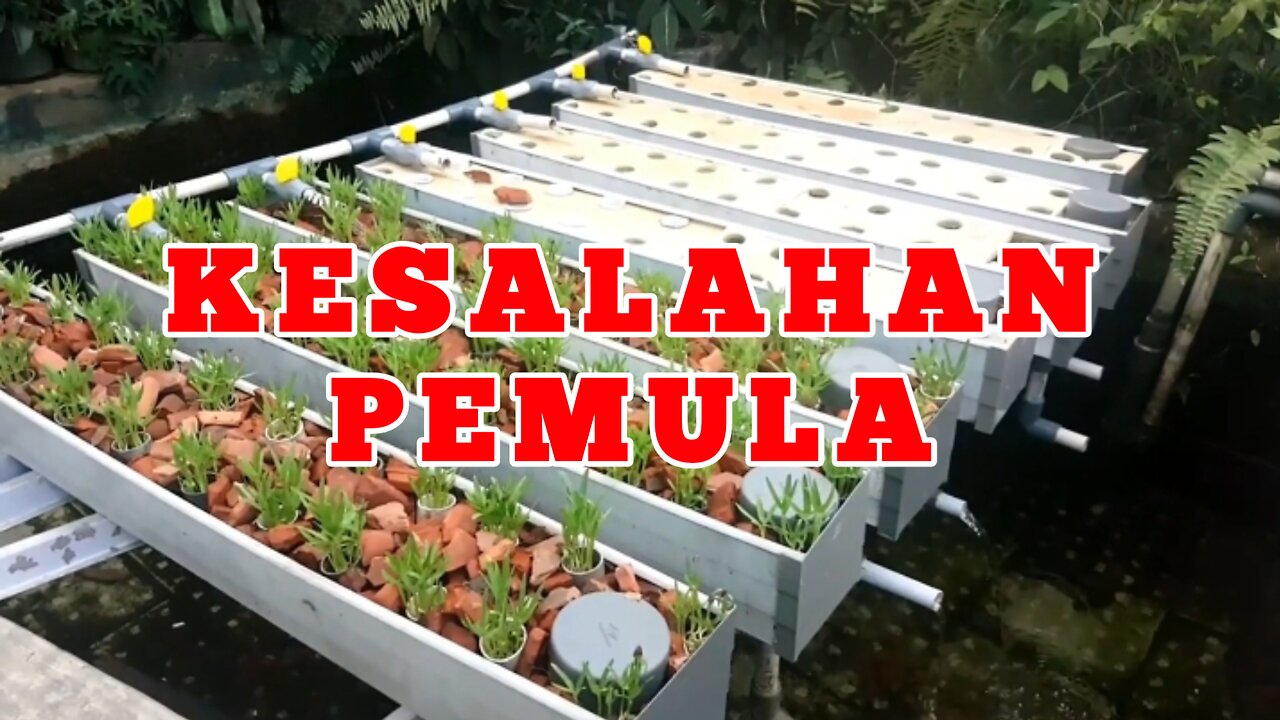 KESALAHAN HIDROPONIK BAGI YANG PEMULA