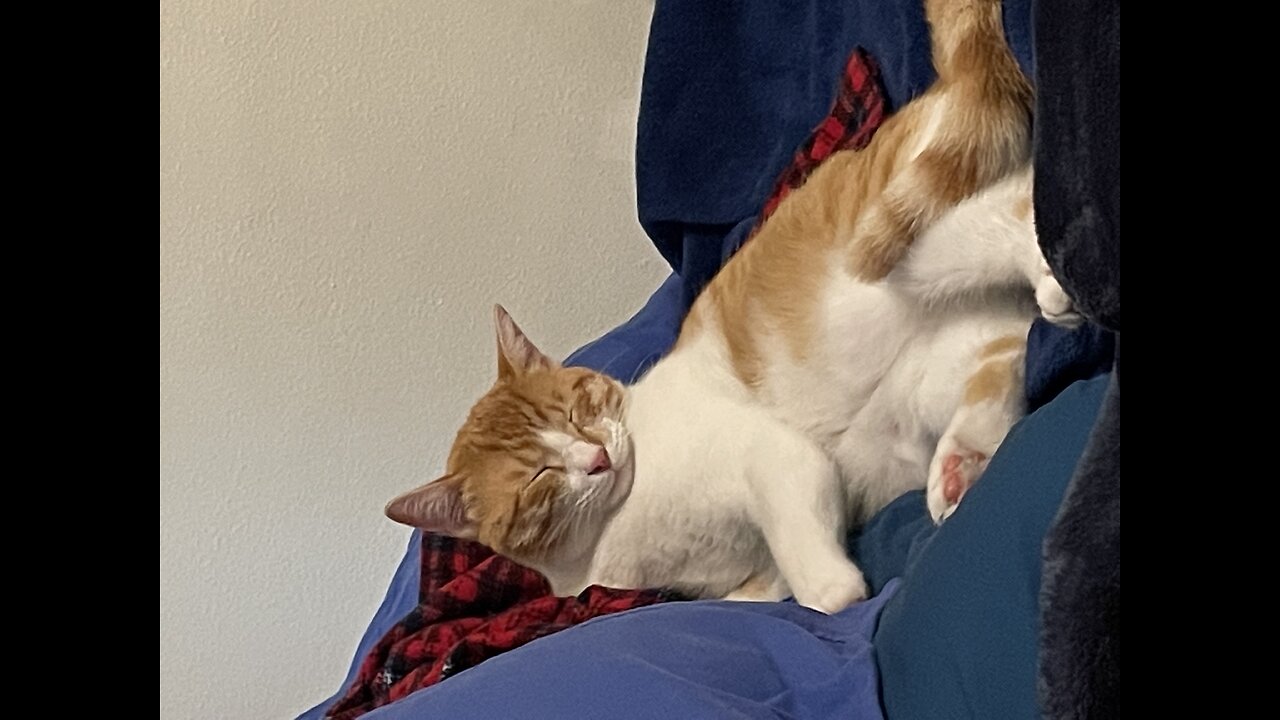 #bratcat #wendallcat