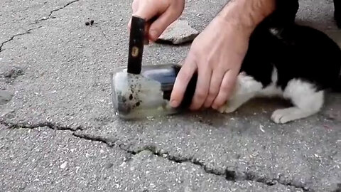 Man Saves Kitten Stuck In a Jar.