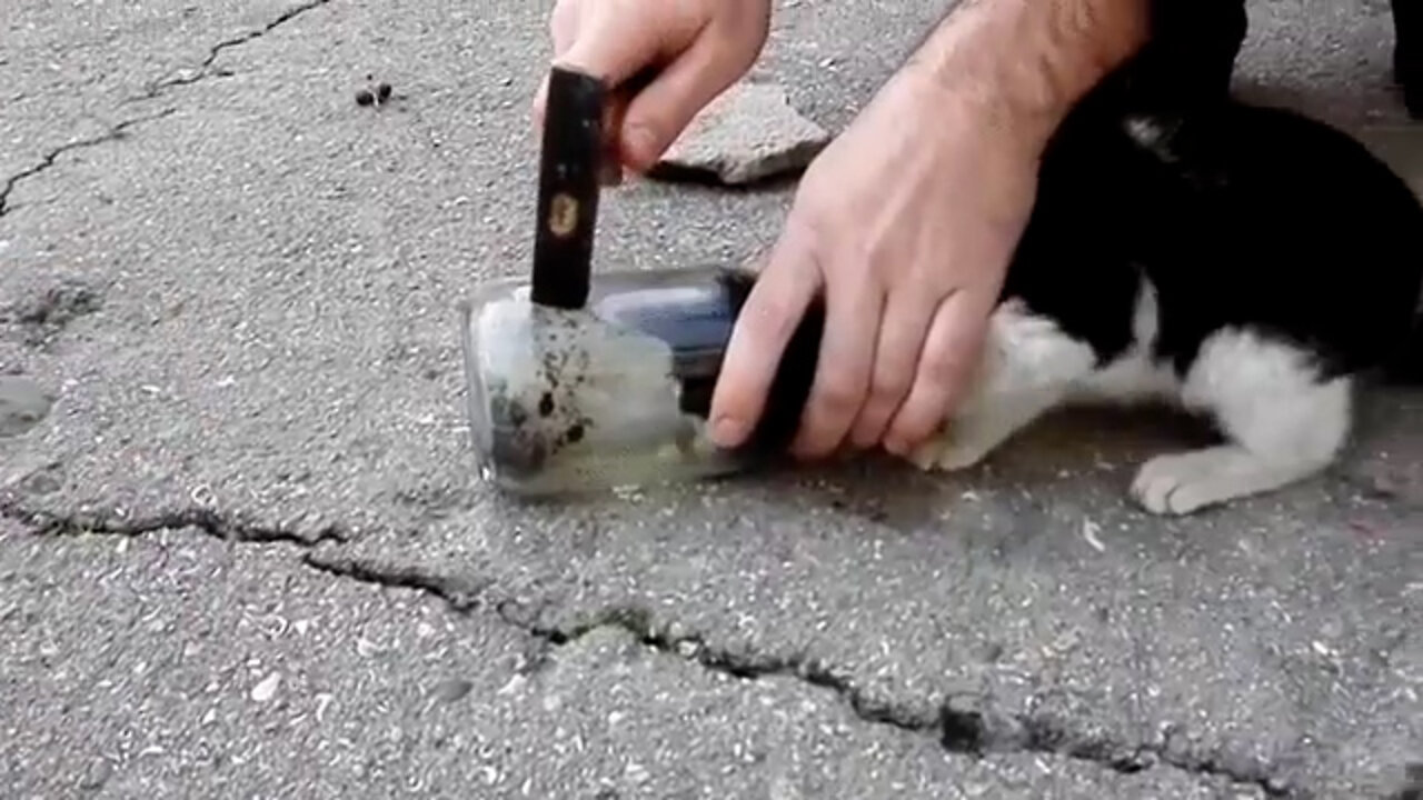 Man Saves Kitten Stuck In a Jar.