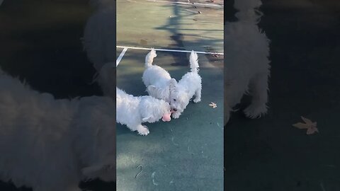 3 Westie Dogs hanging on one Toy #funny #dogs #westie
