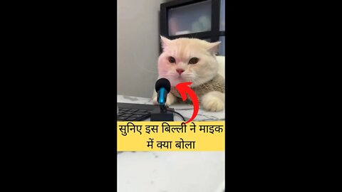 सुनिए इस बिल्ली ने माइक में क्या बोला🤣Hear what this cat said on the mic👈