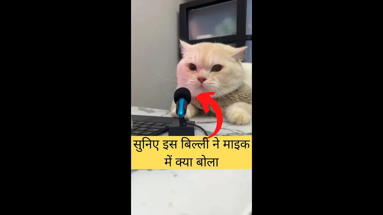 सुनिए इस बिल्ली ने माइक में क्या बोला🤣Hear what this cat said on the mic👈