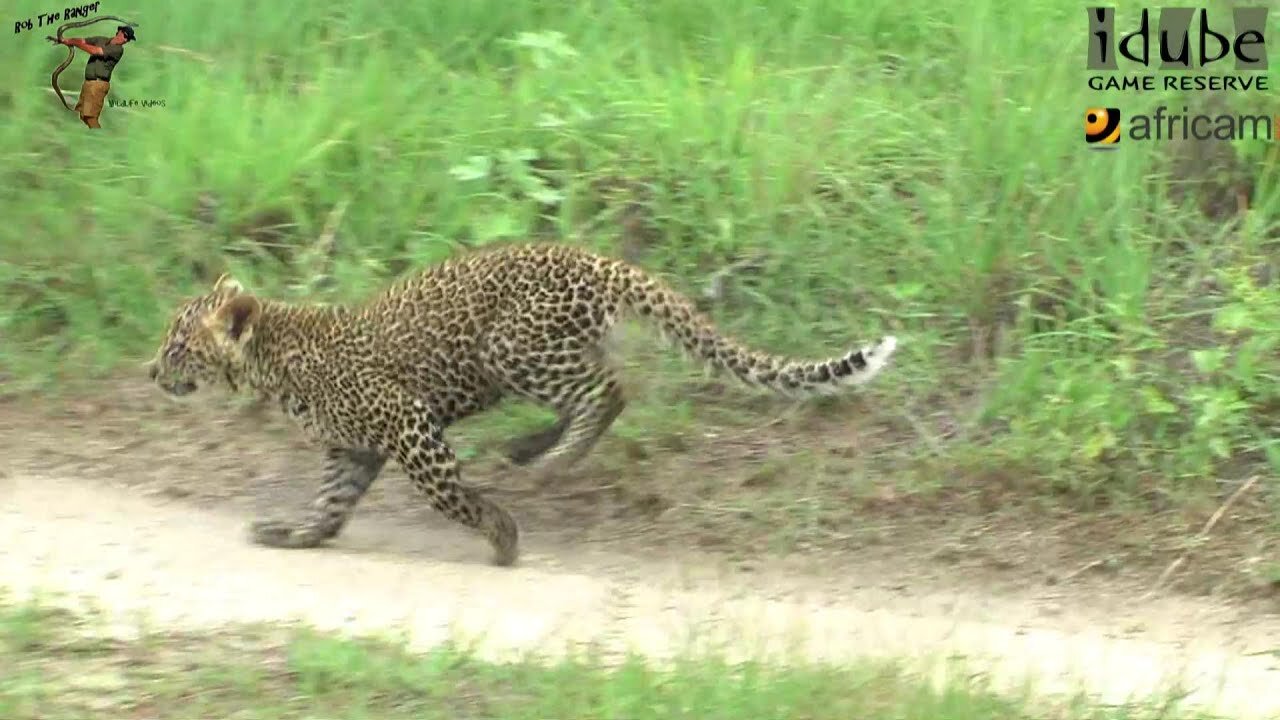 Leopard And Cub - Life Outside The Bushcamp - 6: On The Move