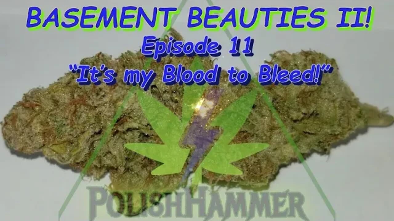 Basement Beauties 2 Side by Each! Ep.11 #MarsHydro #Viparspectra 👽 #NorthGenetics #Vivosun #420 🔨