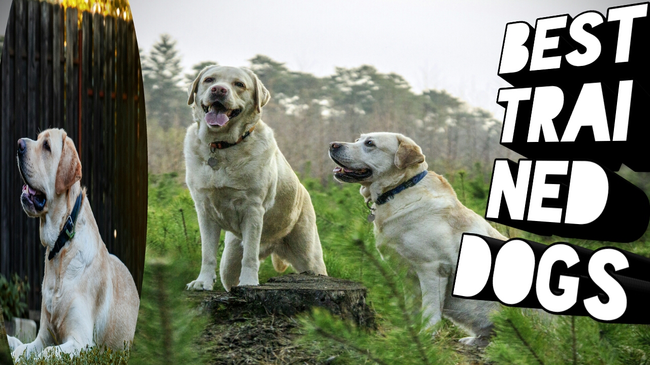 Best trained dogs