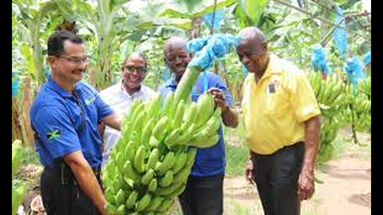 World's Most Expensive Banana - Japanese banana can eat peel - Amazing Japan Agriculture Technology