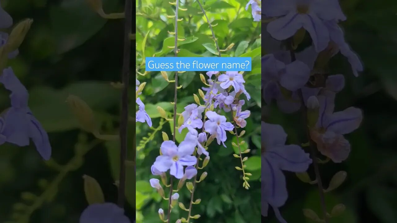 Guess the flower name?