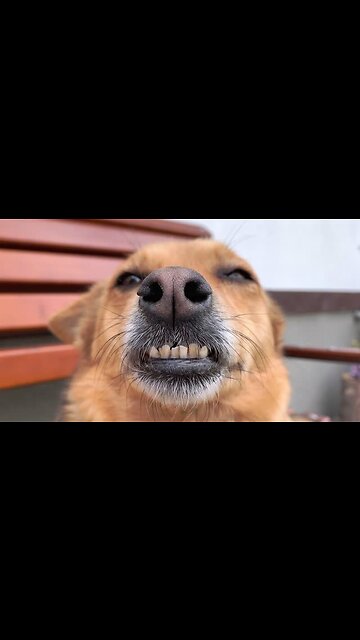 The golden retriever dental check!!!cute smart and brave ! !#shorts #funnyvideo #doglover ❤️🐾