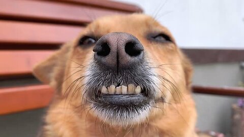 The golden retriever dental check!!!cute smart and brave ! !#shorts #funnyvideo #doglover ❤️🐾