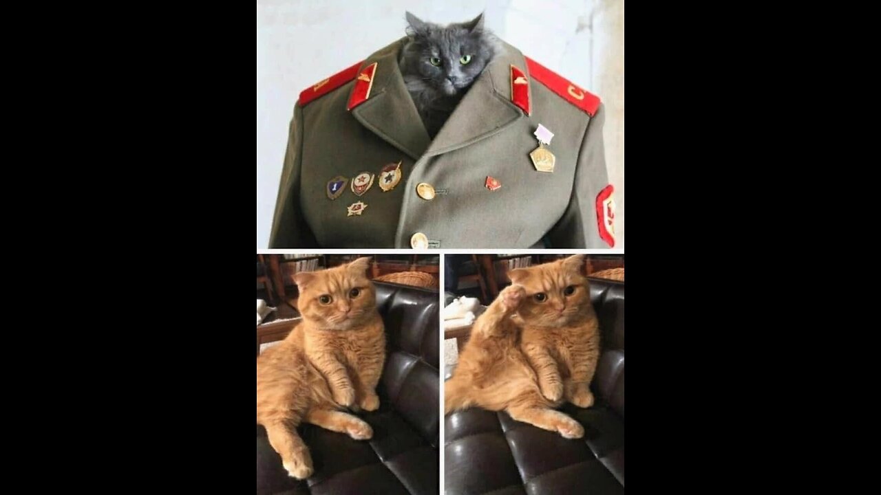 🐈🤣Funny Cats Videos Try Not To Laugh Extreme🐱😊 #shorts