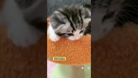 cute cat videos 😹 funny videos 😂 707 😻 #shorts #shortsfunny #cutecat #funnycat #catvideos #catscare