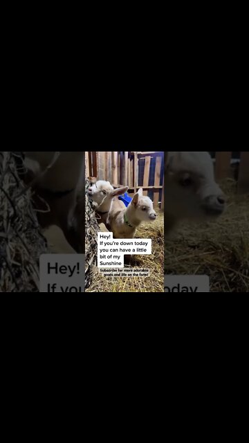 Hey Sunshine #shorts