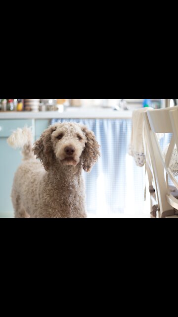 Interesting Dogs Reaction | Funny Animal Videos.(Funny Animals #200)