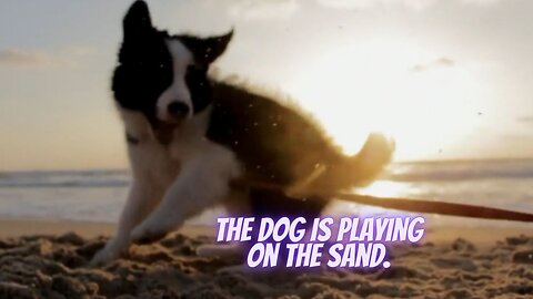The Dog Is Playing On The Sand