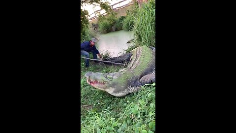 When I got to meet tripod the amazing giant saltwater crocodile for the first time