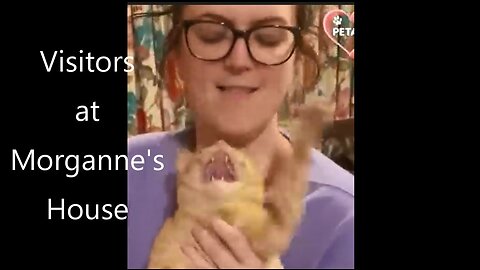 A Visit to Morganne's House of Cats. lol 10 min