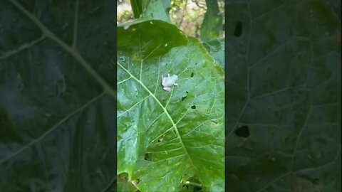 Small frog in the garden #shorts