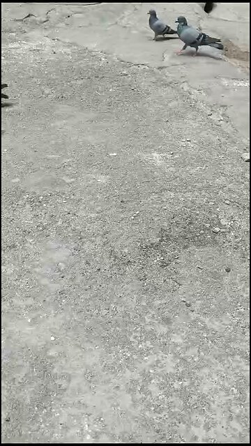 Feeding Pigeons: A Peaceful Moment in the City