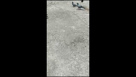 Feeding Pigeons: A Peaceful Moment in the City