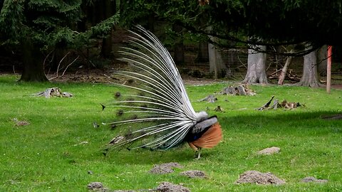 Ever Seen A Peacock (Bird)