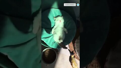 cute cat videos 😹 funny videos 😂 501 😻