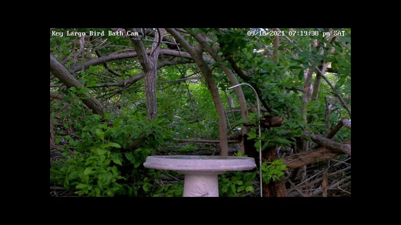 Worm-eating Warbler