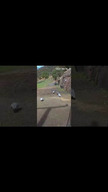 Male guinea fowl establish dominance