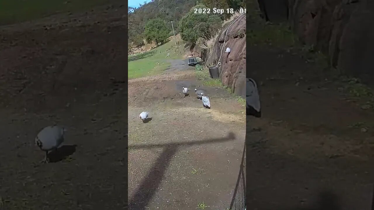 Male guinea fowl establish dominance