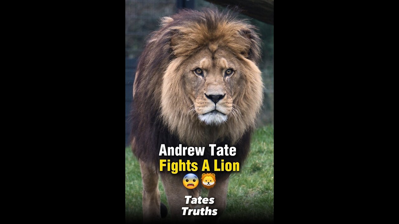 Lion Attacks Tate At Billionaires Zoo In Dubai 😨🦁