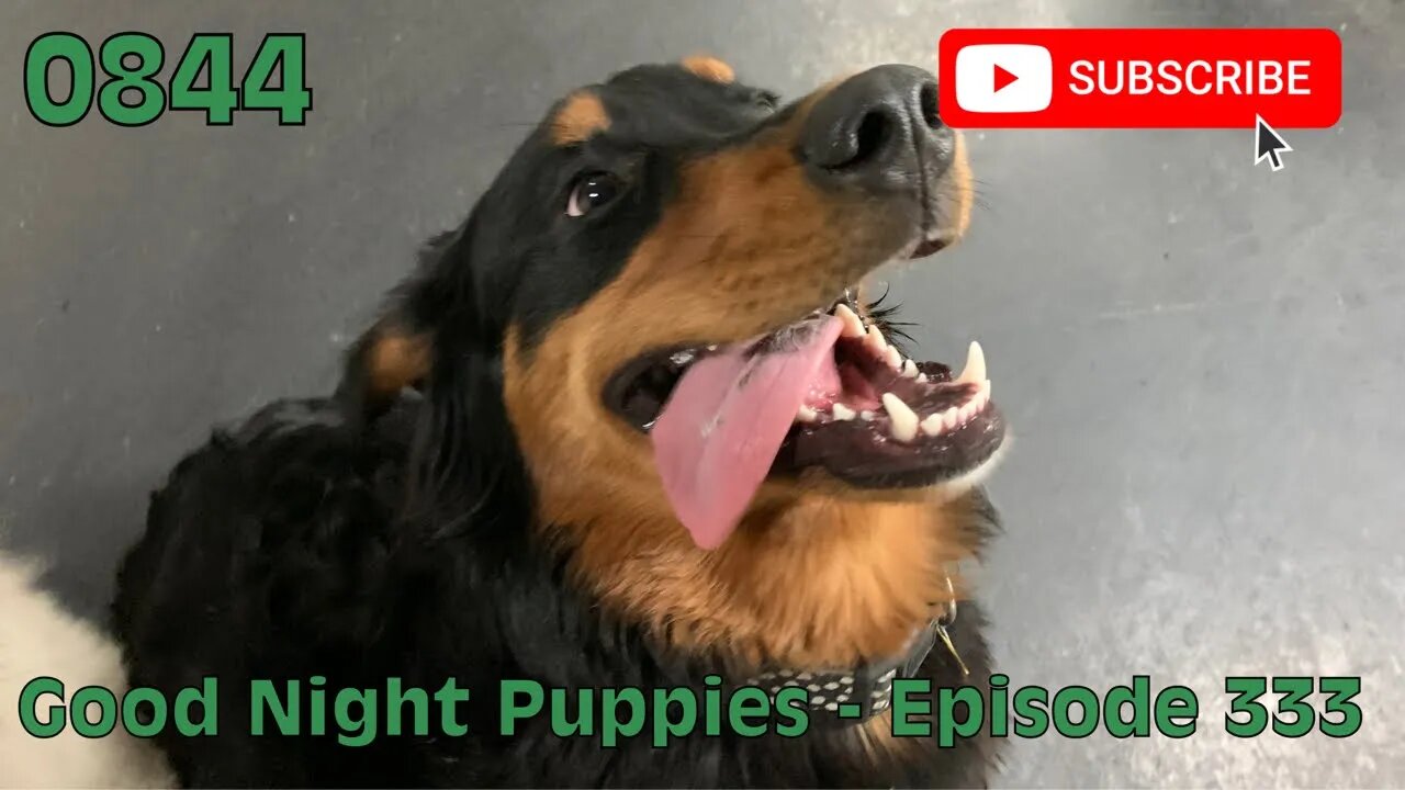 [0844] GOOD NIGHT PUPPIES - EPISODE 333 [#dogs #doggos #doggies #puppies #dogdaycare]