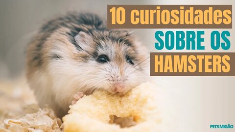 10 CUIOSIDADES SOBRE OS HAMSTERS