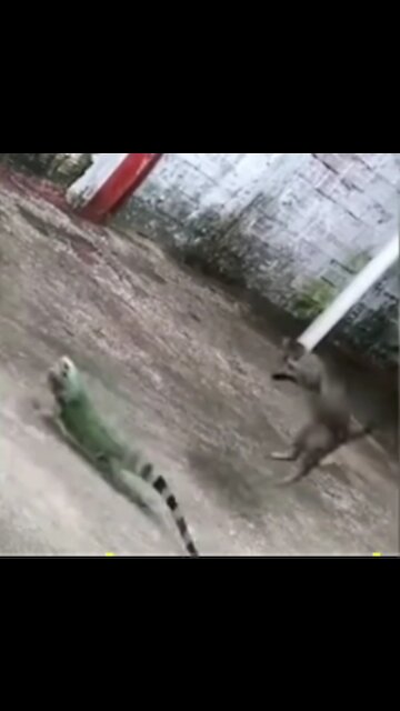 Chameleon cat loses his mind