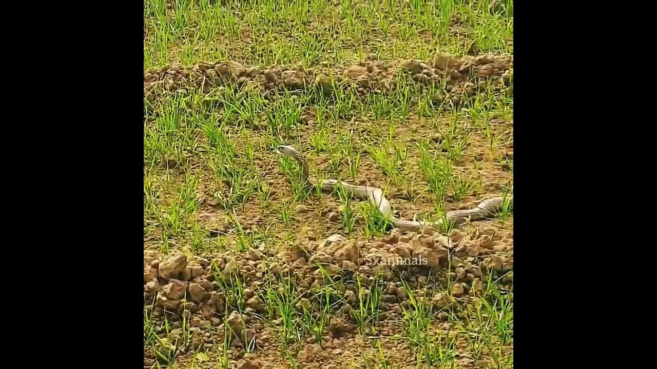 Snake in a farmer's farm😱#shorts #shortvideo #youtubeshorts