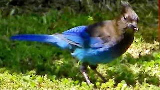IECV NV #379 - 👀 A Stellar's Jay In The Backyard Exploring And Looking For Food🐦6-5-2017