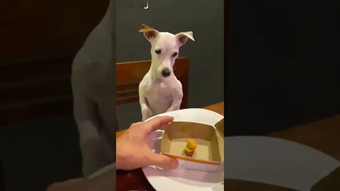 “You f****ng what mate!” 😂🐶