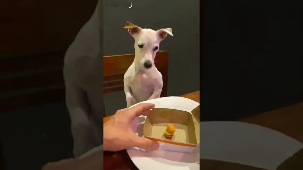 “You f****ng what mate!” 😂🐶