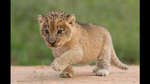 Cute Baby Lion