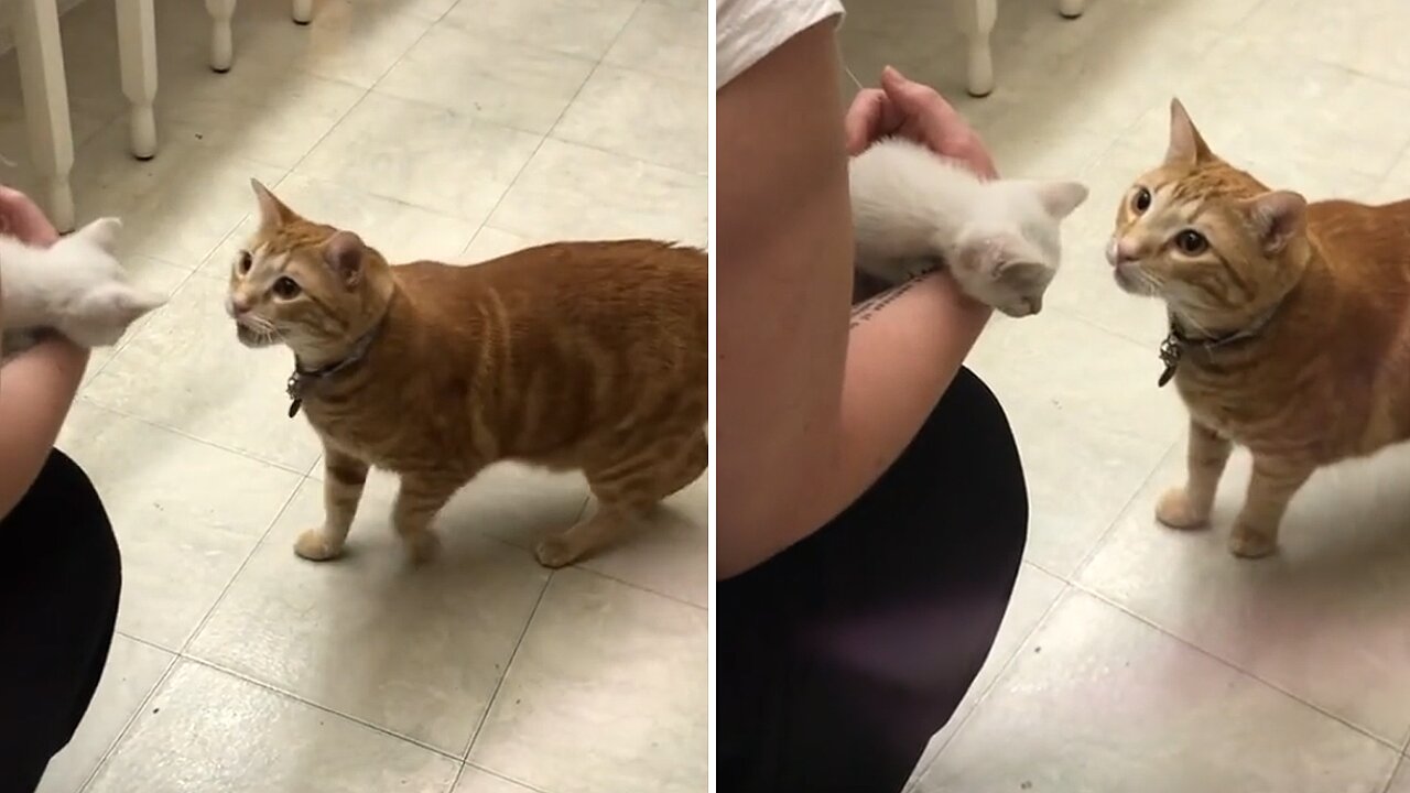 Cat Meets Kitten For The First Time, Attempts To Speak To Him