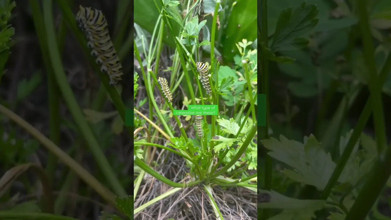 Caterpillar questions #shorts #caterpillar #butterfly