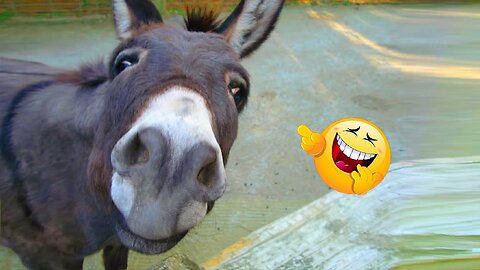 Funny DONKEY🤣 If u have bad mood watch this😁