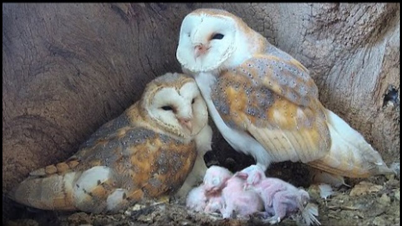 Barn Owl Dad so Devoted as Chicks Hatch - Gylfie & Finn - Robert E Fuller