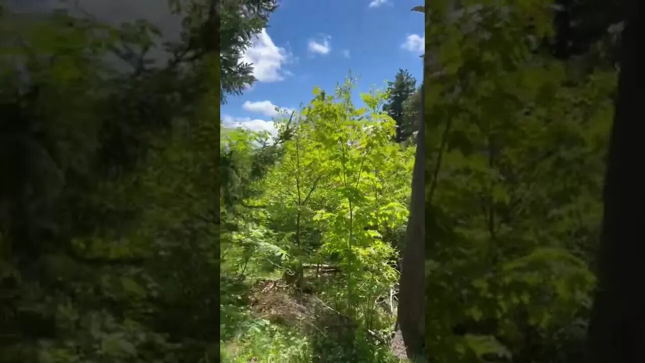 Nice trails in Halifax Nova Scotia