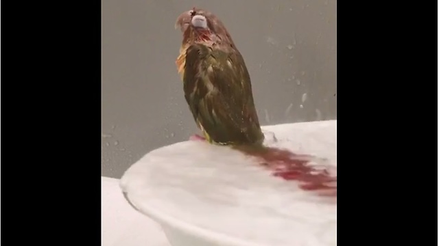 Parrot enters trance while taking shower