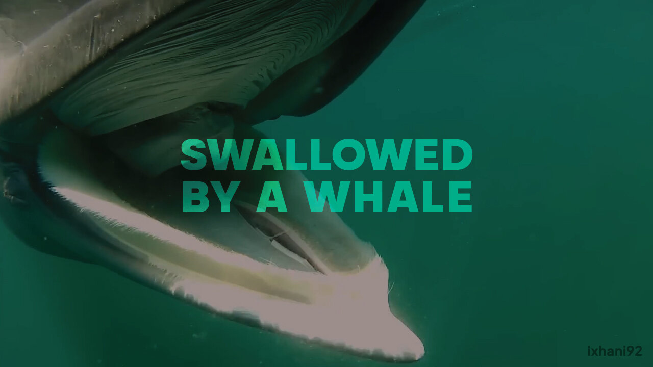 What If You Were Swallowed by a Whale? | ixhani92